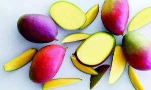 Flera färgglada mango frukt, hela och skurna i bitar, ligger utspridda på en ljus bakgrund.