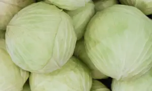 En hög med färsk vitkål, en nyttig grönsak som är perfekt för både råkost och tillagning.