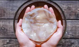 Händerna håller en stor, slemmig SCOBY, en kombucha-kultur. Var försiktig med din kombucha-varning!