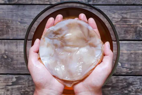 Händerna håller en stor, slemmig SCOBY, en kombucha-kultur. Var försiktig med din kombucha-varning!