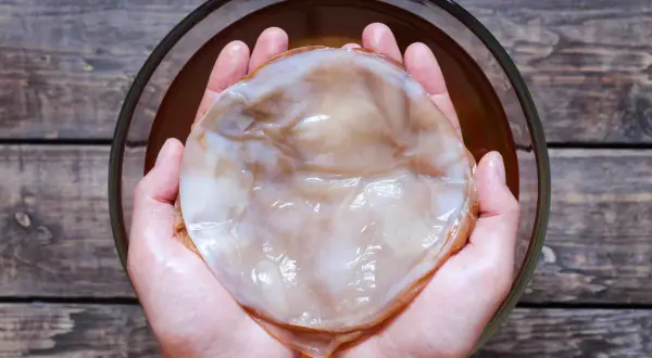 Händerna håller en stor, slemmig SCOBY, en kombucha-kultur. Var försiktig med din kombucha-varning!