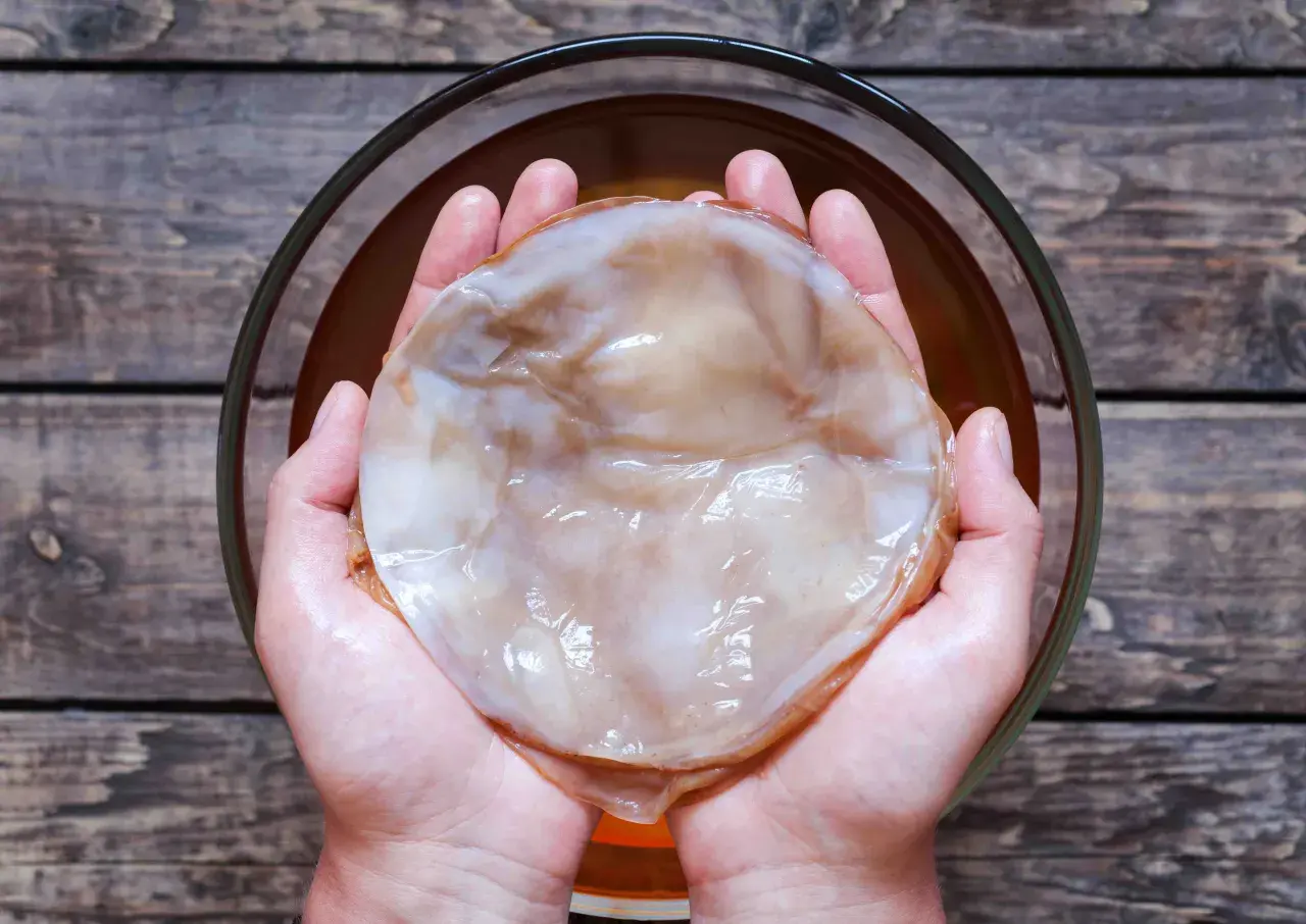 Händerna håller en stor, slemmig SCOBY, en kombucha-kultur. Var försiktig med din kombucha-varning!