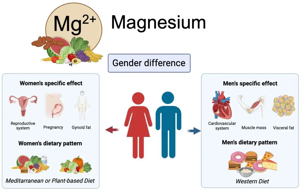 Magnesium p&aring;verkar k&ouml;nsspecifika effekter, som reproduktion och graviditet hos kvinnor, och kardiovaskul&auml;r h&auml;lsa samt muskelmassa hos m&auml;n. Kostm&ouml;nster kan p&aring;verka magnesiumniv&aring;er och d&auml;rmed viktuppg&aring;ng.