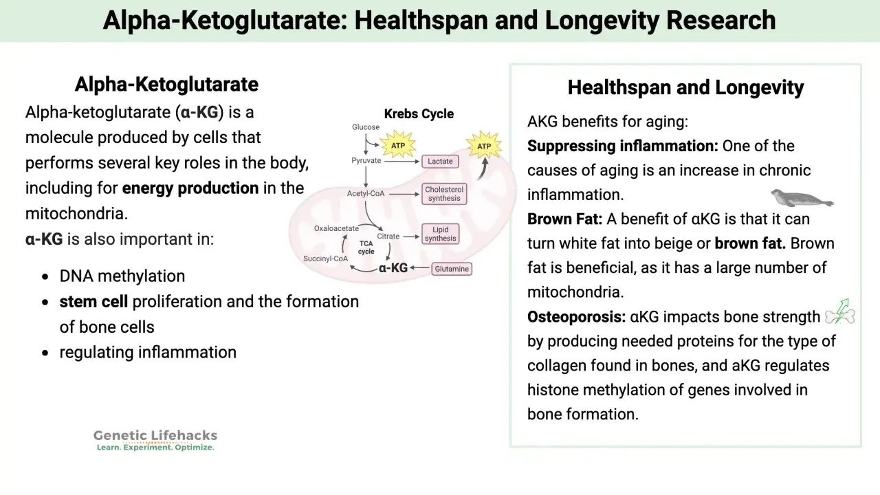 Alfa ketoglutarat (aKG) &auml;r en molekyl som produceras av celler och &auml;r viktig f&ouml;r energiproduktion, DNA-metylering och stamcells proliferation. Den kan &auml;ven omvandla vitt fett till brunt fett.