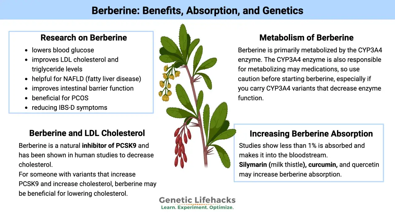 Bilden visar en v&auml;xt med b&auml;r och blad, samt text om berberine svenska, dess f&ouml;rdelar, metabolism och absorption.